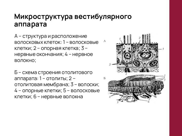 Микроструктура вестибулярного аппарата А – структура и расположение волосковых клеток: 1