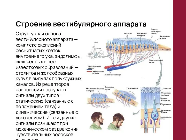 Строение вестибулярного аппарата Структурная основа вестибулярного аппарата — комплекс скоплений реснитчатых