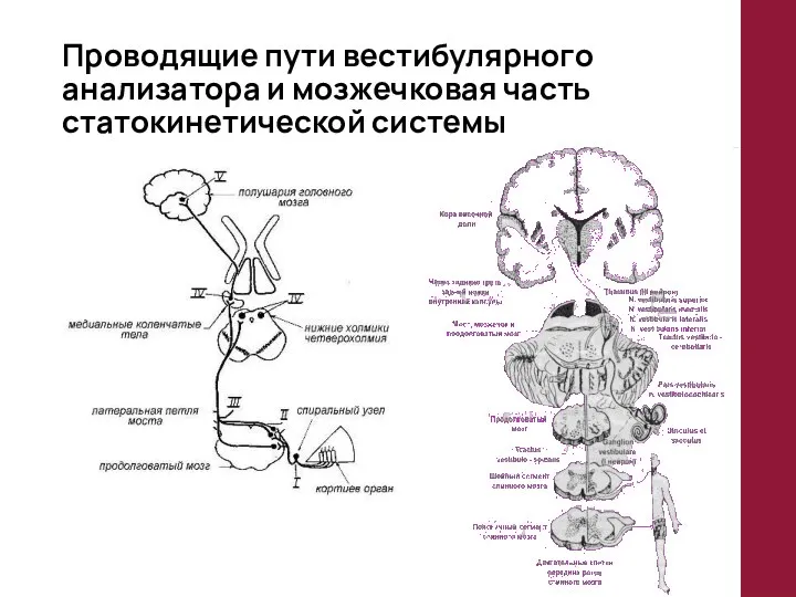 Проводящие пути вестибулярного анализатора и мозжечковая часть статокинетической системы