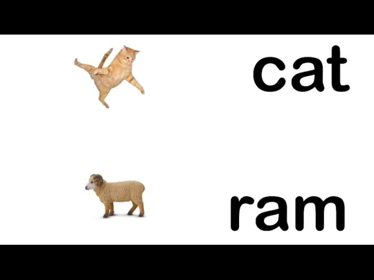 cat ram