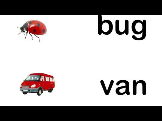 bug van