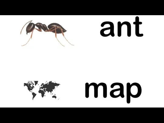 ant map