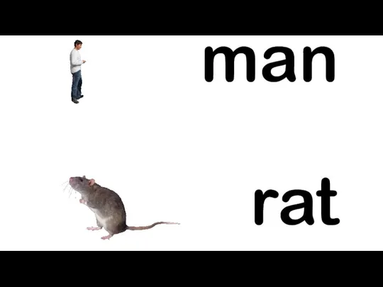 man rat