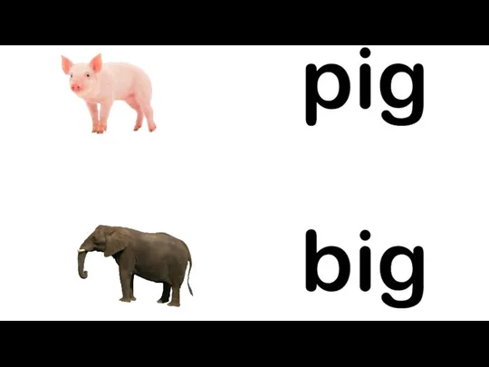 pig big