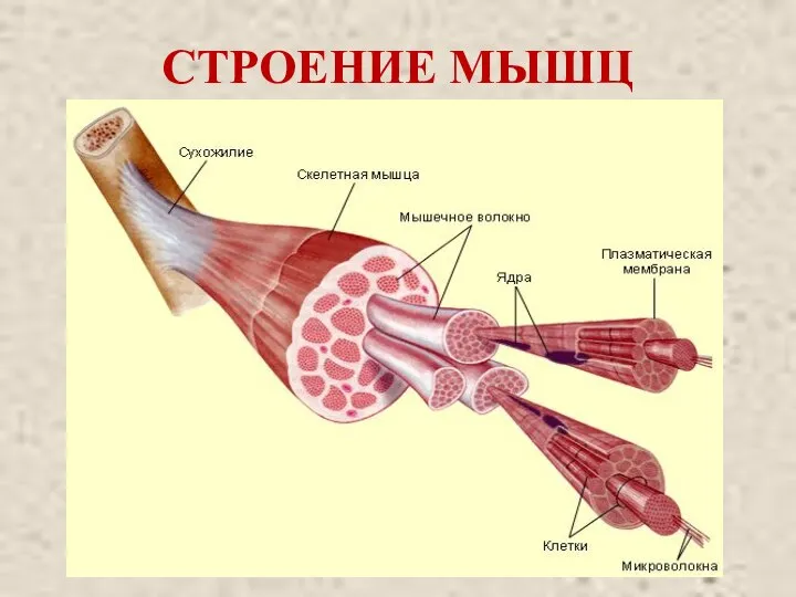 СТРОЕНИЕ МЫШЦ