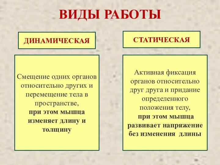 ВИДЫ РАБОТЫ Активная фиксация органов относительно друг друга и придание определенного