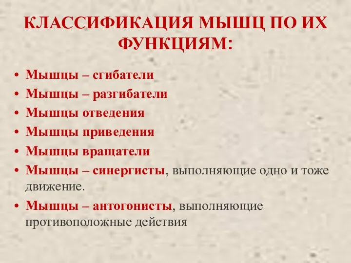 КЛАССИФИКАЦИЯ МЫШЦ ПО ИХ ФУНКЦИЯМ: Мышцы – сгибатели Мышцы – разгибатели