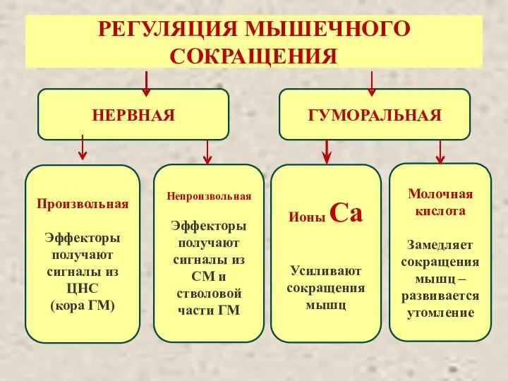 РЕГУЛЯЦИЯ МЫШЕЧНОГО СОКРАЩЕНИЯ НЕРВНАЯ ГУМОРАЛЬНАЯ Произвольная Эффекторы получают сигналы из ЦНС