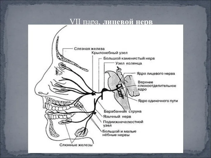 VII пара, лицевой нерв