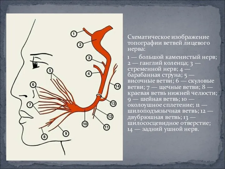 Схематическое изображение топографии ветвей лицевого нерва: 1 — большой каменистый нерв;