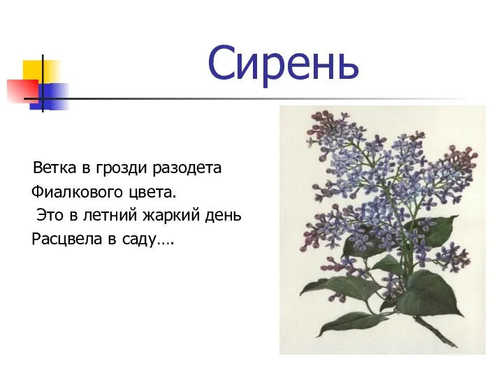 Сирень Ветка в грозди разодета Фиалкового цвета. Это в летний жаркий день Расцвела в саду….