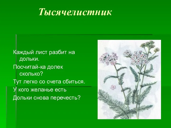 Тысячелистник Каждый лист разбит на дольки. Посчитай-ка долек сколько? Тут легко