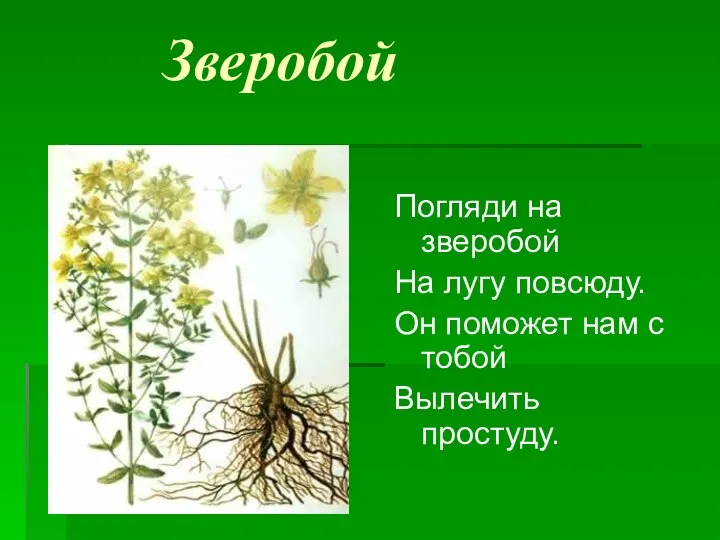 Зверобой Погляди на зверобой На лугу повсюду. Он поможет нам с тобой Вылечить простуду.