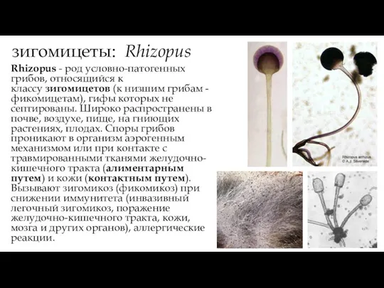 зигомицеты: Rhizopus Rhizopus - род условно-патогенных грибов, относящийся к классу зигомицетов