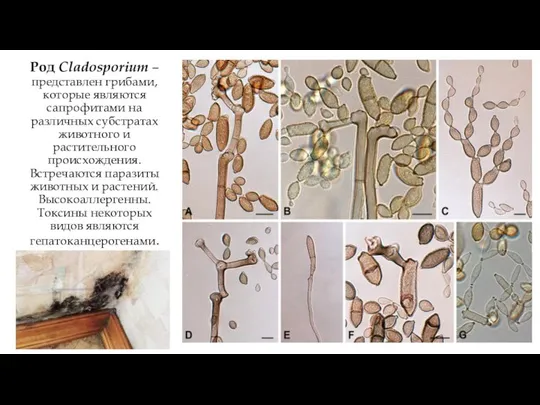 Род Cladosporium – представлен грибами, которые являются сапрофитами на различных субстратах