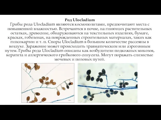 Род Ulocladium Грибы рода Ulocladium являются космополитами, предпочитают места с повышенной