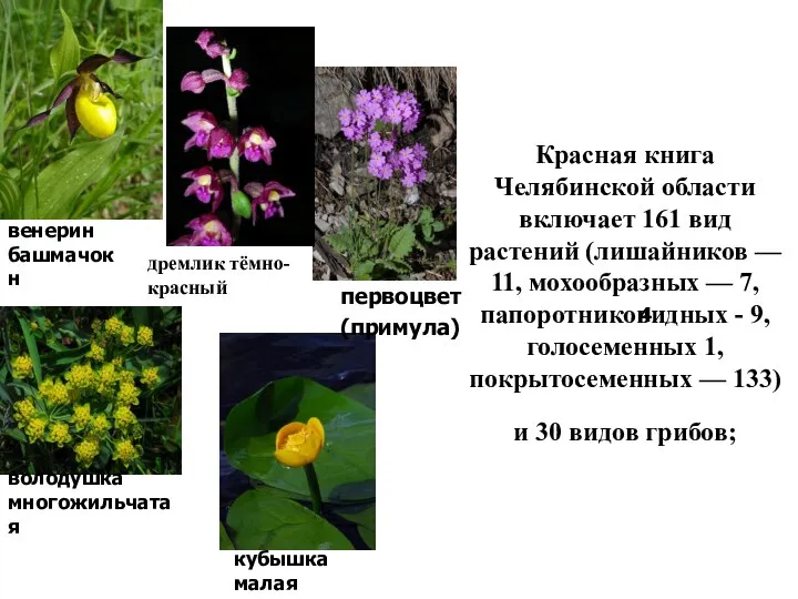 Красная книга Челябинской области включает 161 вид растений (лишайников — 11,