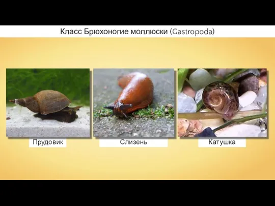 Прудовик Катушка Слизень Класс Брюхоногие моллюски (Gastropoda)