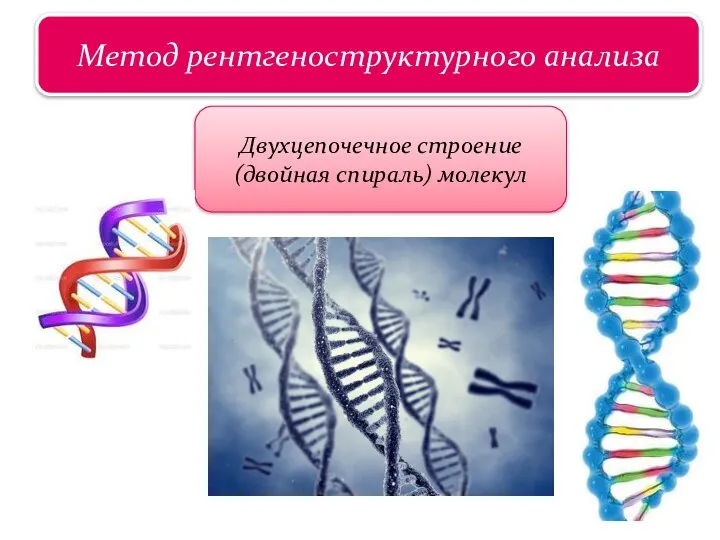 Царство растений Метод рентгеноструктурного анализа Двухцепочечное строение (двойная спираль) молекул