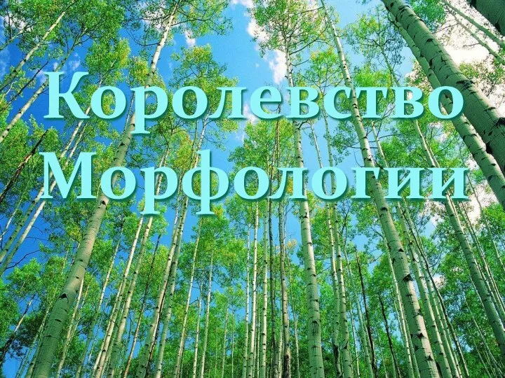 Королевство Морфологии