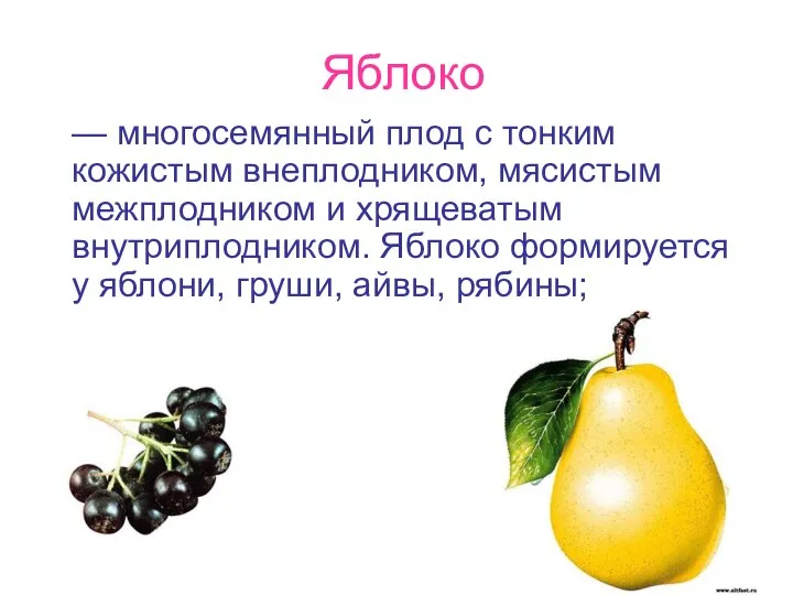 Яблоко — многосемянный плод с тонким кожистым внеплодником, мясистым межплодником и