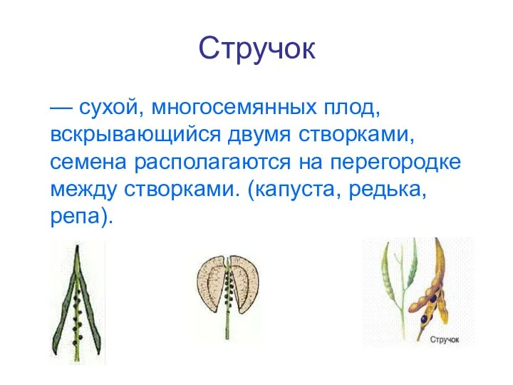 Стручок — сухой, многосемянных плод, вскрывающийся двумя створками, семена располагаются на