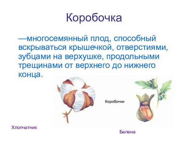 Коробочка —многосемянный плод, способный вскрываться крышечкой, отверстиями, зубцами на верхушке, продольными