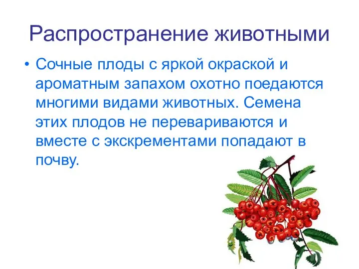 Распространение животными Сочные плоды с яркой окраской и ароматным запахом охотно