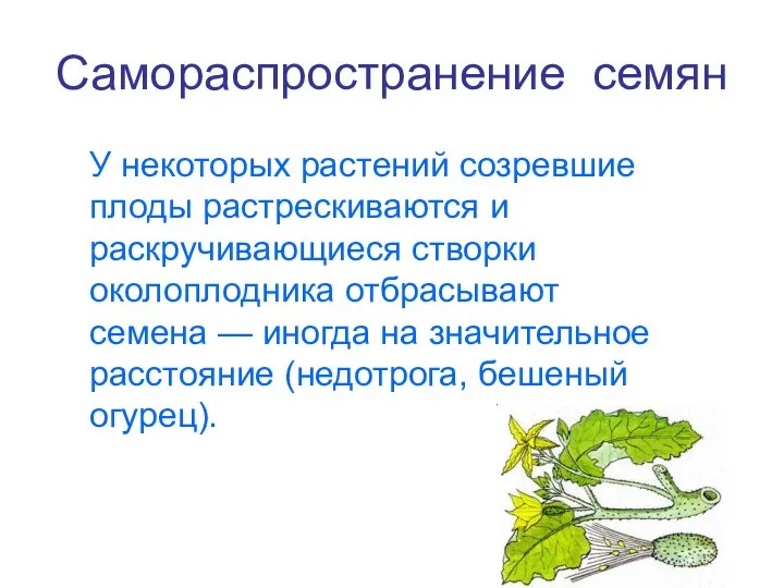 Самораспространение семян У некоторых растений созревшие плоды растрескиваются и раскручивающиеся створки