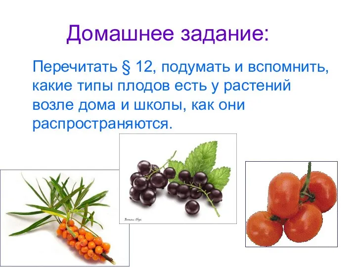 Домашнее задание: Перечитать § 12, подумать и вспомнить, какие типы плодов