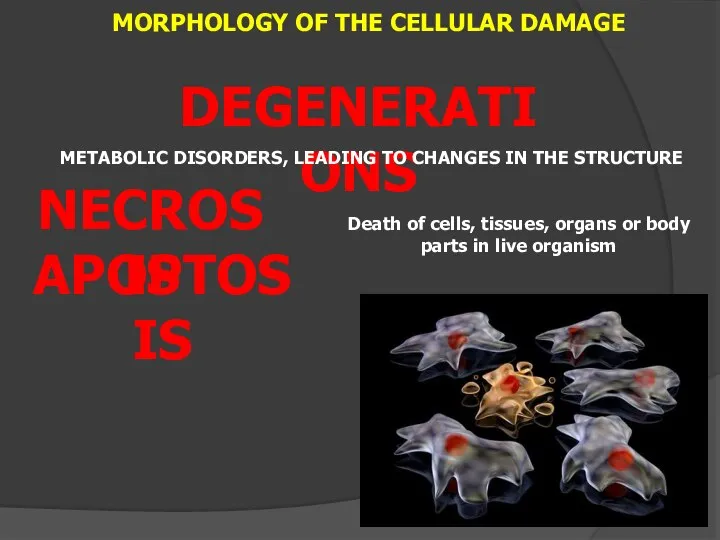 MORPHOLOGY OF THE CELLULAR DAMAGE DEGENERATIONS APOPTOSIS NECROSIS METABOLIC DISORDERS, LEADING