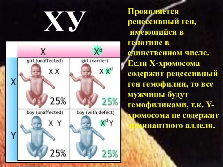 ХУ Проявляется рецессивный ген, имеющийся в генотипе в единственном числе. Если