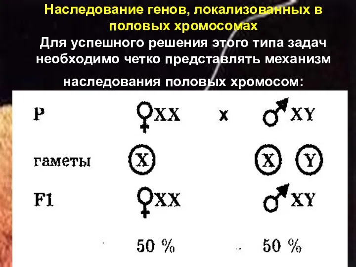 Наследование генов, локализованных в половых хромосомах Для успешного решения этого типа