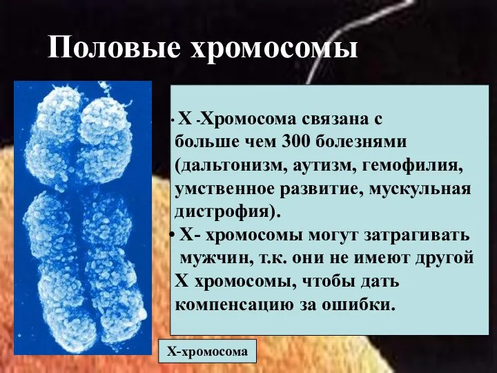 Половые хромосомы Х-хромосома Х -Хромосома связана с больше чем 300 болезнями