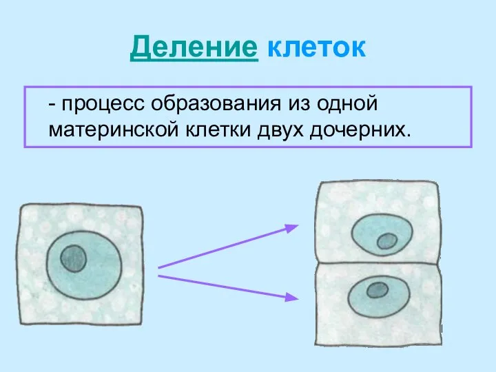 Деление клеток - процесс образования из одной материнской клетки двух дочерних.