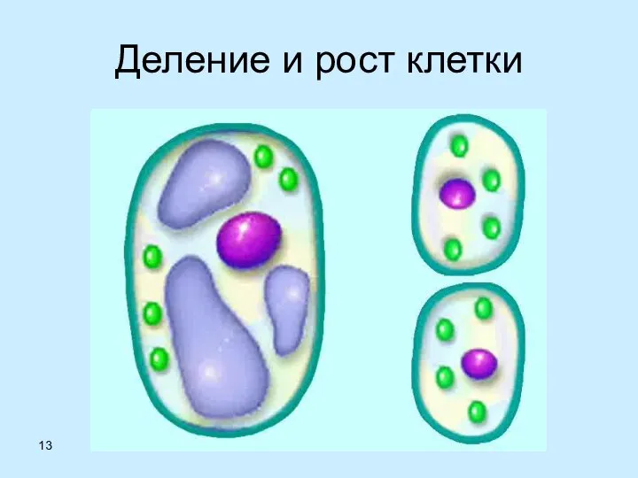 Деление и рост клетки