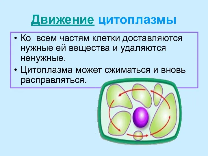 Движение цитоплазмы Ко всем частям клетки доставляются нужные ей вещества и