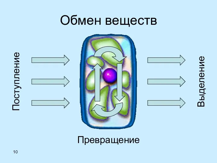 Обмен веществ