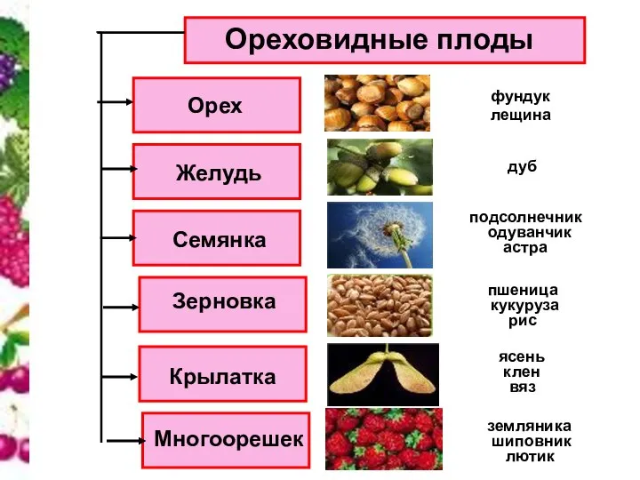 Ореховидные плоды Орех Семянка Желудь Зерновка Крылатка Многоорешек вяз ясень лютик