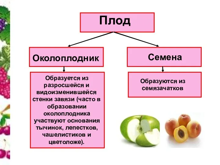 Плод Околоплодник Семена Образуется из разросшейся и видоизменившейся стенки завязи (часто