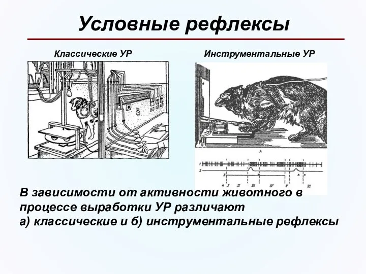 Условные рефлексы Классические УР Инструментальные УР В зависимости от активности животного