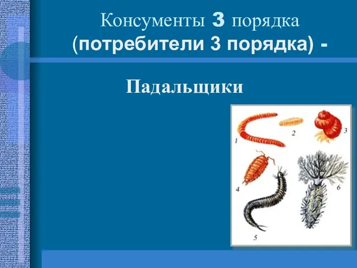 Консументы 3 порядка (потребители 3 порядка) - Падальщики