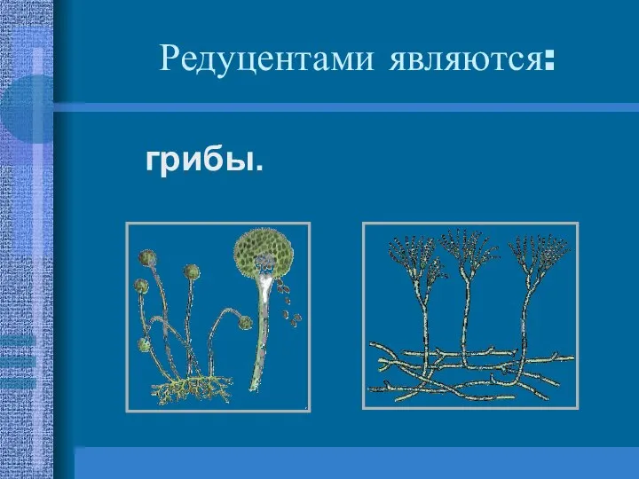 Редуцентами являются: грибы.