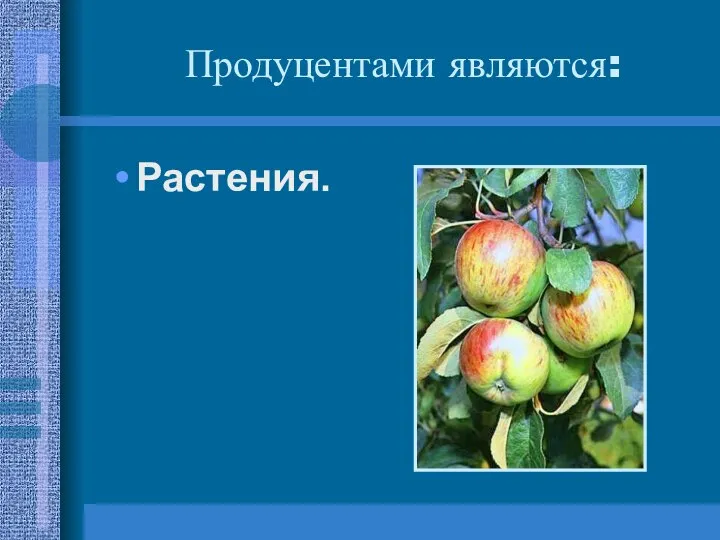 Продуцентами являются: Растения.