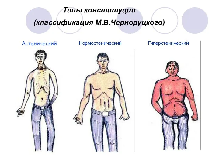 Типы конституции (классификация М.В.Черноруцкого) Астенический Нормостенический Гиперстенический