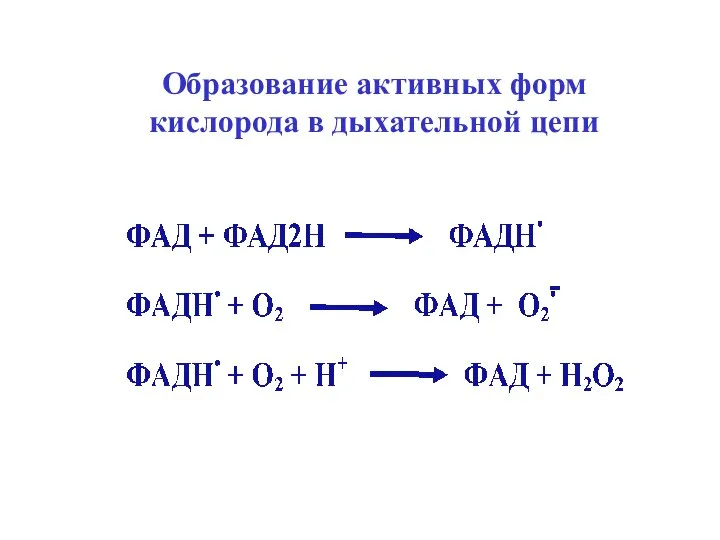 Образование активных форм кислорода в дыхательной цепи