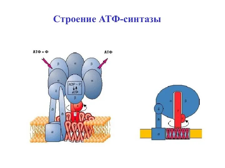 Строение АТФ-синтазы