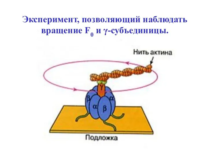 Эксперимент, позволяющий наблюдать вращение F0 и γ-субъединицы.