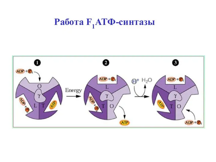 Работа F1АТФ-синтазы