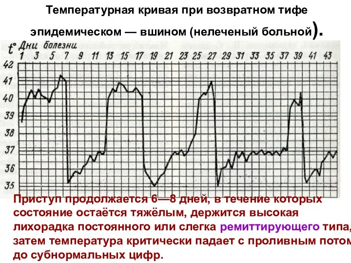 Температурная кривая при возвратном тифе эпидемическом — вшином (нелеченый больной). Приступ